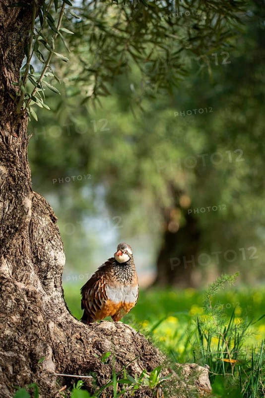 A red-legged partridge stands beside a rugged olive tree in a vibrant, green field The sunlight highlights its distinctive markings and vivid surroundings