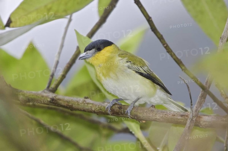 Yellow-cheeked Becard (Pachyramphus xanthogenys), Ecuador