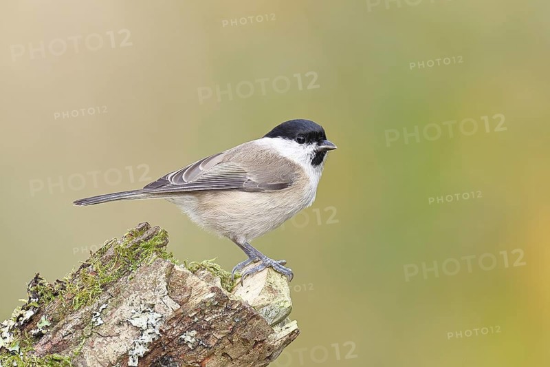 Marsh tit (Parus palustris) sitting on a tree stump, Wilnsdorf, North Rhine-Westphalia, Germany