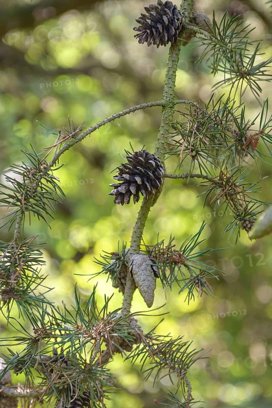 Banks' Pine (Pinus banksiana), Viewing Garden University of Applied Sciences W, Germany