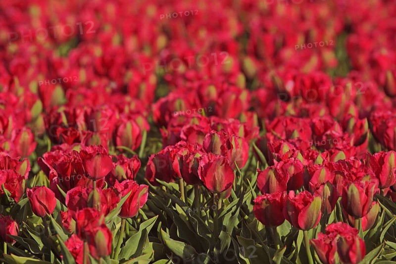 Flower field with red tulips (Tulipa), ornamental plant cultivation, agriculture, horticulture, plant breeding, tulip field, red flower bed, depth of field, backgrounds, patterns, Den Hoorn, Texel, North Holland, Netherlands