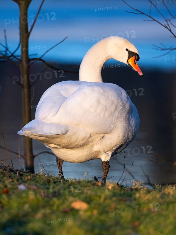 Mute Swan, (Cygnus olor), adult male, standing beside a lake, in late evening light in winter, Hesse, Germany