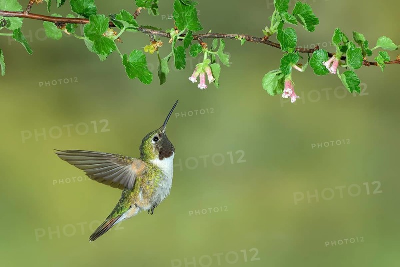 Broad-tailed Hummingbird (Selasphorus platycercus) male flying, Colorado, USA