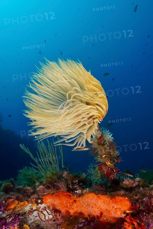 Large, feather-like worm, screwworm (Sabella spallanzanii), next to an orange-coloured sea sponge in the sea, dive site peninsula Giens, Mediterranean Sea, Porquerolles, Provence, Côte d'Azur, France