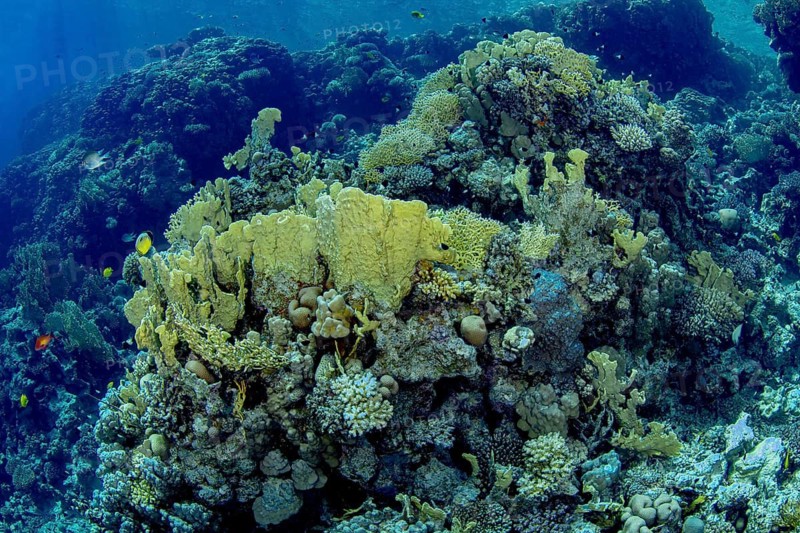 This vibrant underwater scene showcases a thriving coral reef teeming with various marine life, featuring soft and hard corals in a spectrum of colors