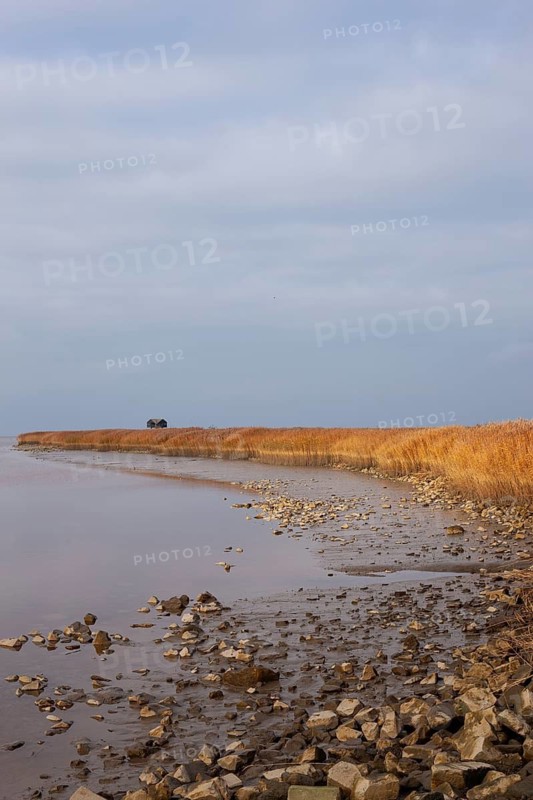 Low water, reed, mudflats, Dollart, Nieuwe Statenzijl, Netherlands
