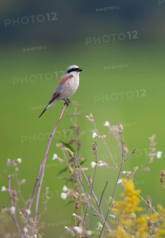 Red-backed shrike (Lanius collurio) Male sitting on a branch in a flowering area with white and yellow flowers of tall shrubs in summer, Baden-Württemberg, Germany