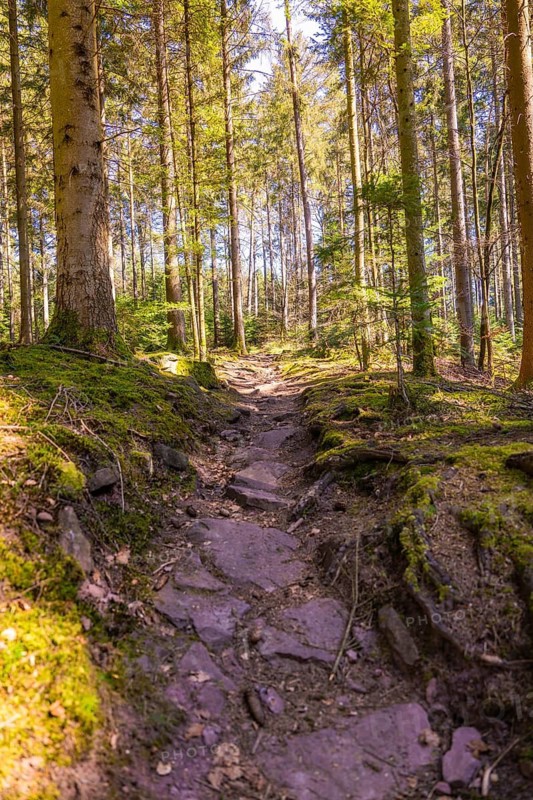 A stony path winds its way through a dense forest, Calw, Black Forest, Germany