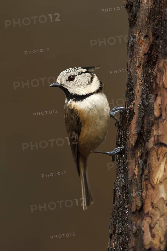 European Crested Tit (Lophophanes cristatus), Utrecht, Netherlands