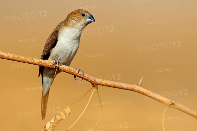 African silverbill, silver beak, silver pheasant, trusting bird, ornamental bird in Europe, family of finches, (Euodice), (Lonchura cantans), perching site, Ayn Tobroq and Ayn Athum junction, Salalah, Dhofar, Oman