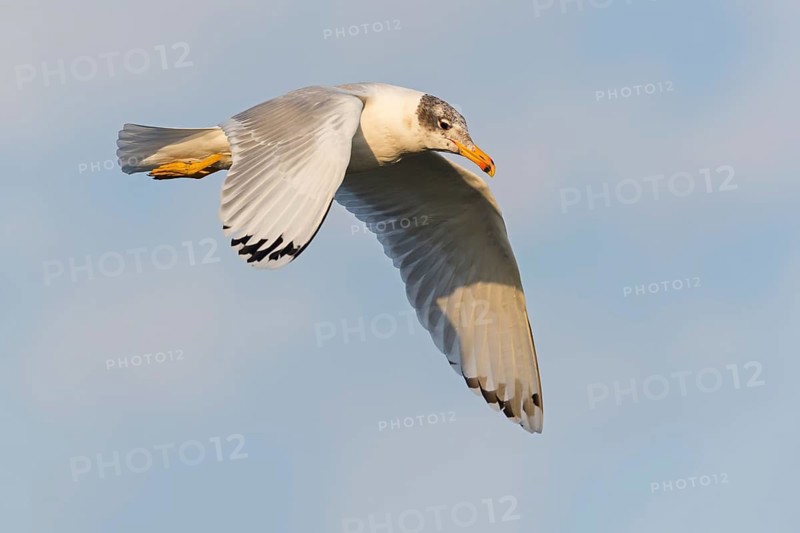 Fischmöwe, Ichthyaetus ichthyaetus, Larus ichthyaetus, Great Black-headed Gull, Pallas' Gull, Pallas's Gull