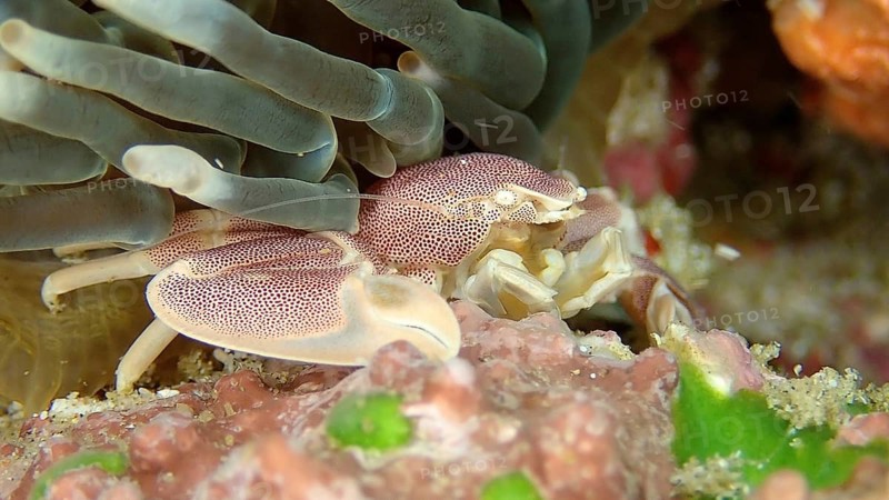 Spotted porcelain crayfish (Neopetrolisthes maculatus)