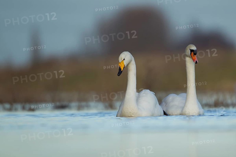 Mute swan (Cygnus olor) and Whooper swan (Cygnus cygnus) adult swans birds on a river in winter, England, United Kingdom