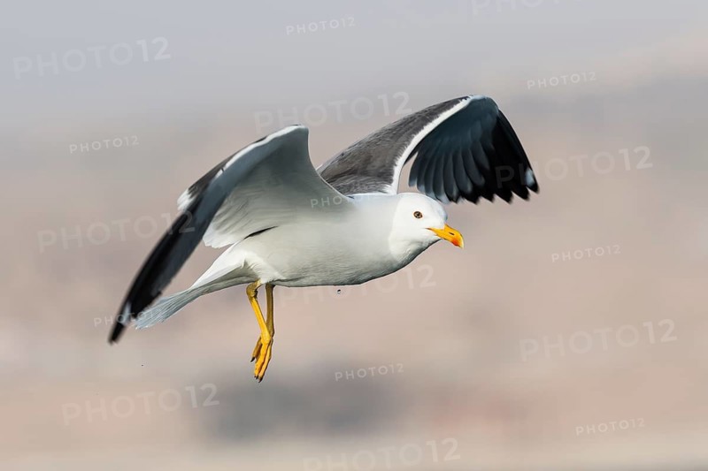 Lesser Black-backed Gull (Larus fuscus heuglini) flying, Eilat, Israel
