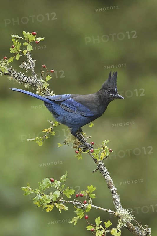 Steller's Jay (Cyanocitta stelleri), British Columbia, Canada