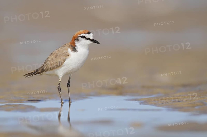 Red-capped Plover (Charadrius ruficapillus), Western Australia, Australia