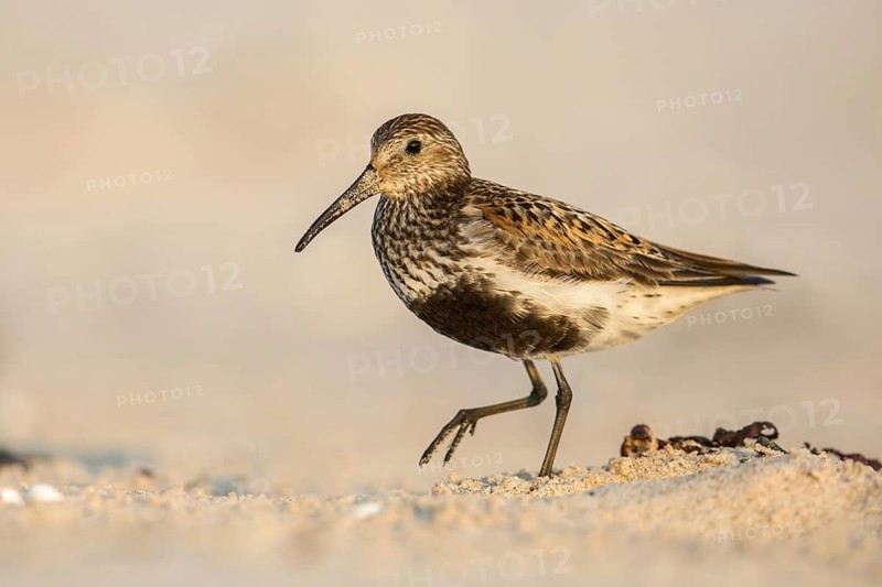 Dunlin (Calidris alpina), Poland