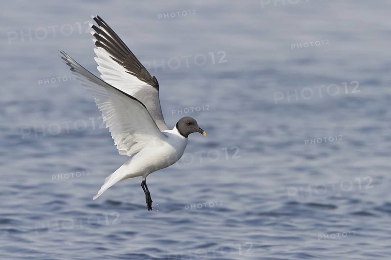 Sabine's Gull (Xema sabini), Manitoba, Canada