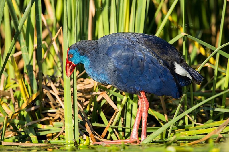 Western Swamphen (Porphyrio porphyrio) foraging, Extremadura, Spain