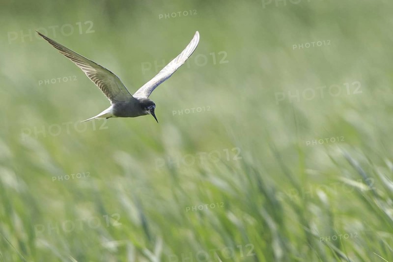 Black Tern (Chlidonias niger) flying, Netherlands