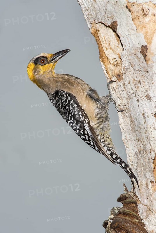 Golden-cheeked Woodpecker Melanerpes chrysogenys El Tuito, Jalisco, Mexico 10 June Adult Female Picidae