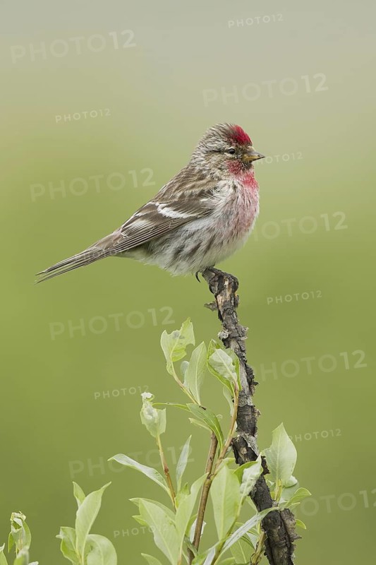 Common Redpoll (Acanthis flammea), Alaska, USA