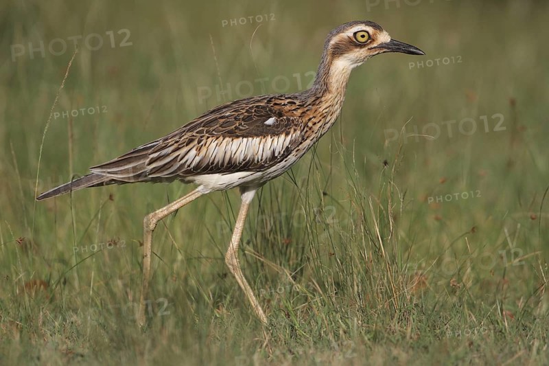Bush Stone-curlew (Burhinus grallarius), Darwin, Australia