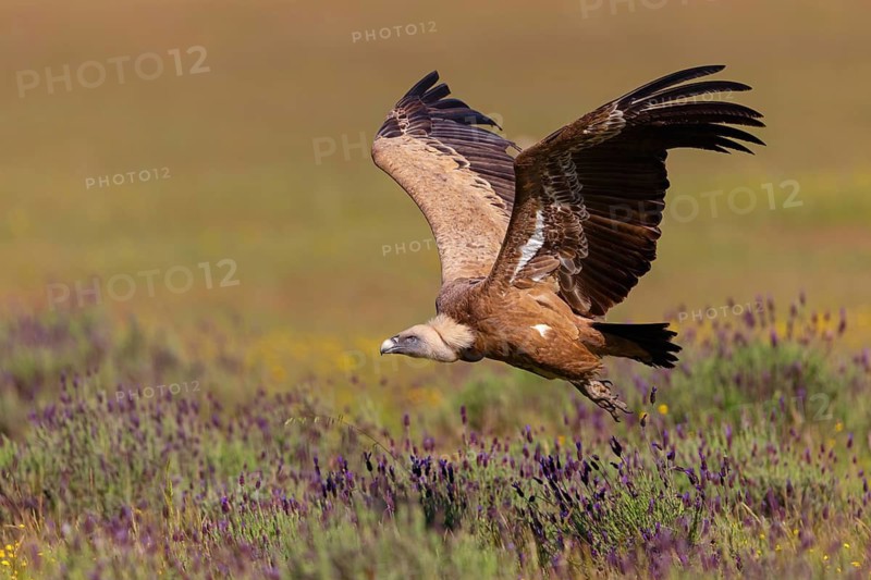 Griffon Vulture, Eurasian Griffon Vulture, Griffon Vulture, Eurasian Griffon, (Gyps fulvu), Vautour fauve, Buitre Leonado, Landing approach, Flight study, Hides De Calera / Valley Hide, Calera Y Chozas, Castilla La Mancha / Toledo, Spain