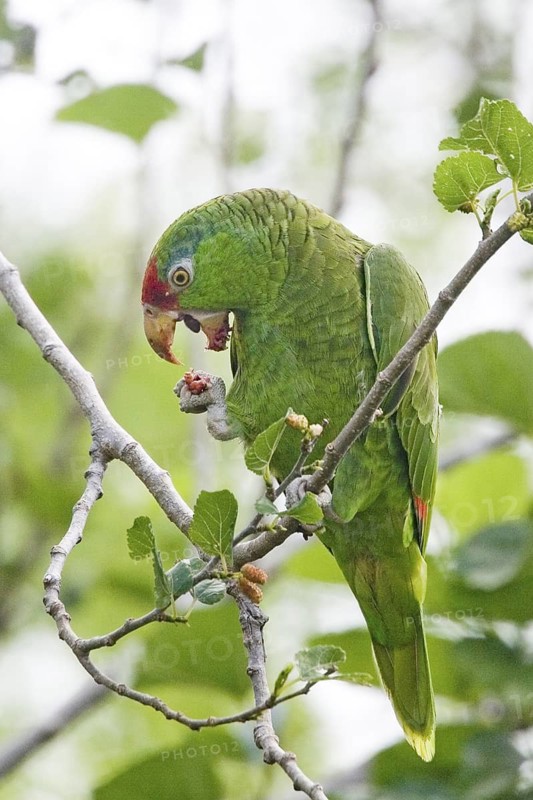 Red-crowned Parrot Amazona viridigenalis Pharr, Texas, United States 28 March Adult feeding on Mulberries. Psittacidae