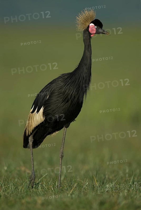 Black Crowned Crane (Balearica pavonina), Lake Awasa, Ethiopia