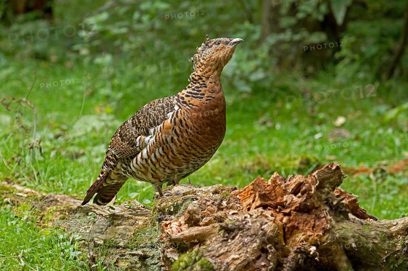Capercaillie (Tetrao urogallus), female, captive, Neuschönau, Bavaria, Germany