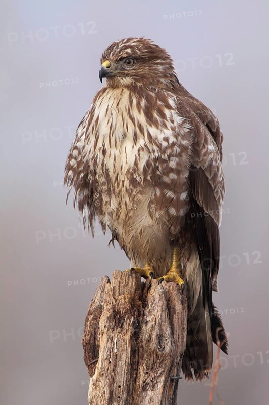 Common Buzzard (Buteo buteo), Lower Saxony, Germany