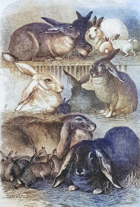 Rabbits, various breeds, Historic, digitally restored reproduction of a 19th century original
