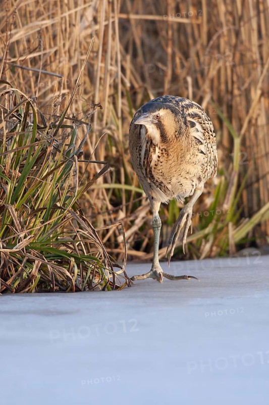 Eurasian Bittern (Botaurus stellaris) male, Netherlands