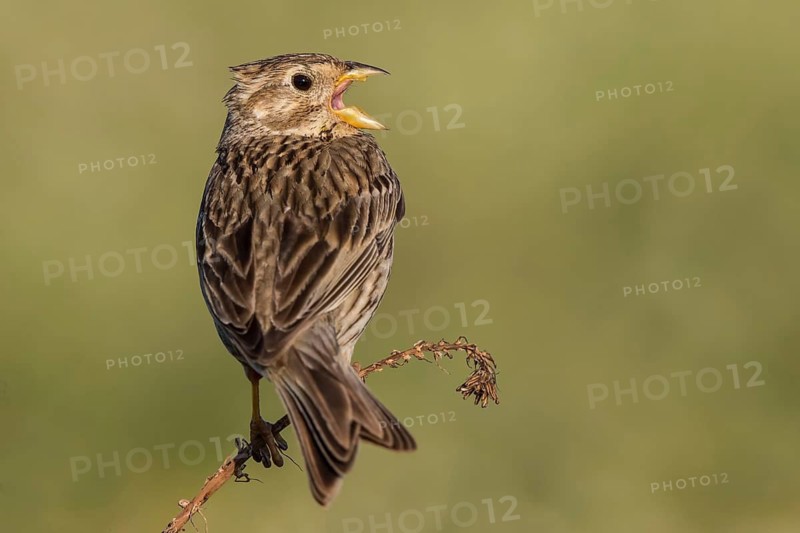 Corn Bunting (Emberiza calandra) male singing from a branch, Lesvos, Greece