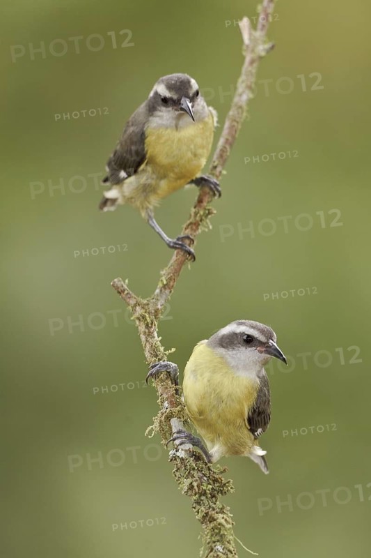 Bananaquit (Coereba flaveola), Ecuador