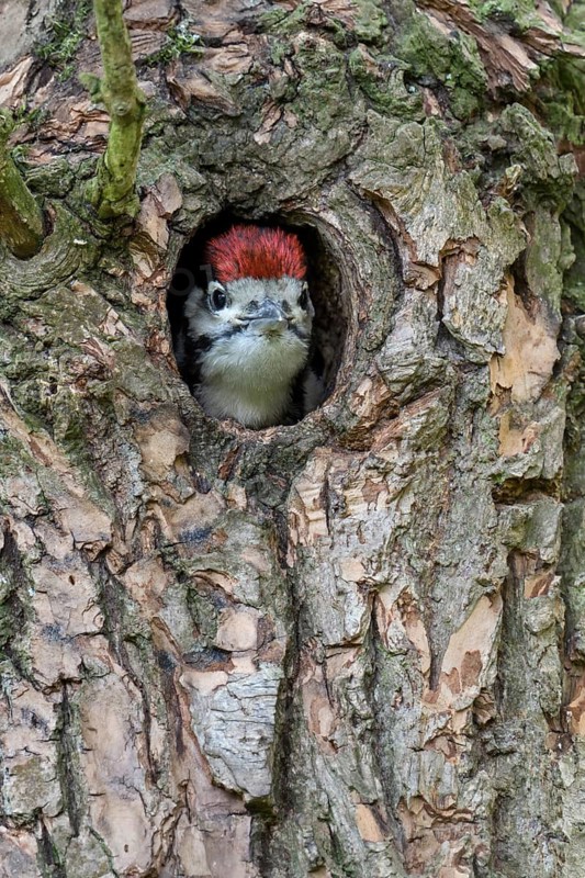 Great Spotted Woodpecker (Dendrocopos major) juvenile peering out from nest hole in tree, North Rhine-Westphalia, Germany