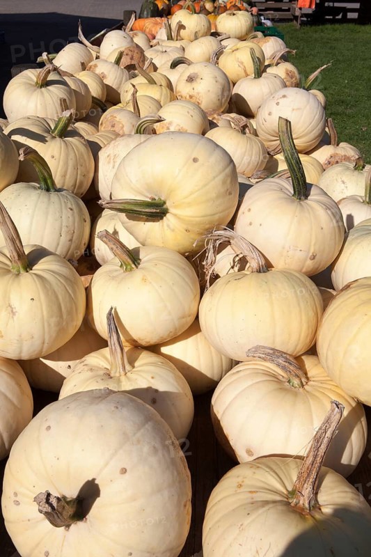 White Pumpkin, (Cucurbita maxima), weißer Speisekürbis