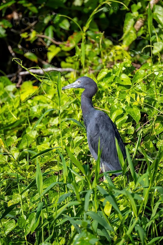 Anhinga (Anhinga anhinga) in a tree, Tortuguero National Park, Costa Rica