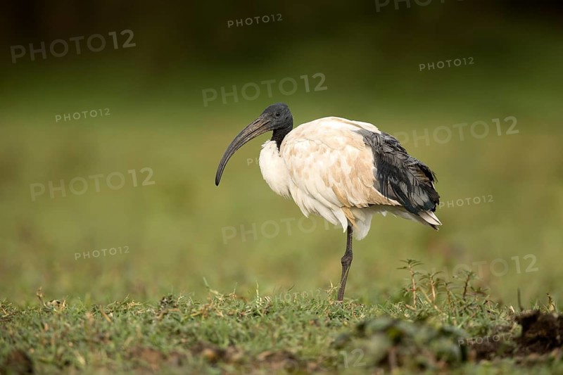 African Sacred Ibis (Threskiornis aethiopicus), Lake Ziway, Ethiopia