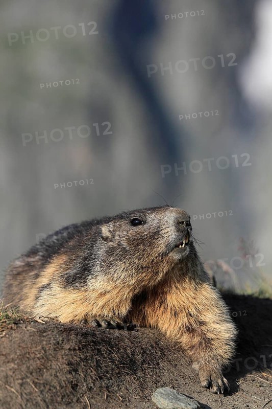 One adult Alpine Marmot, Marmota marmota, resting on a rim of a soil, observing his surrounding