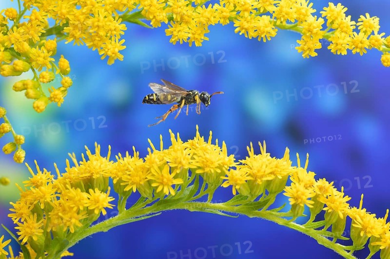 Ornate tailed digger wasp (Cerceris rybyensis) flies over the flower of goldenrod (Solidago canadensis)