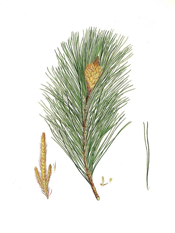 Plant species from the pine genus, Pinus massoniana, Indian pine, tree, digitally enhanced reproduction of an original by Aylmer Bourke Lambert (1761 - 1842), English botanist, published around 1810