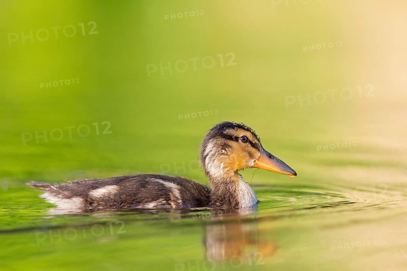 Mallard, chick, juvenile, baby duck, swims in the water, sideways, (Anas platyrhynchos), female, Canard colvert, Azulón, Rosensteinpark, Stuttgart, Baden-Württemberg, Federal Republic of Germany