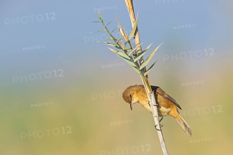 Stentor's Warbler, Acrocephalus stentoreus, Israel