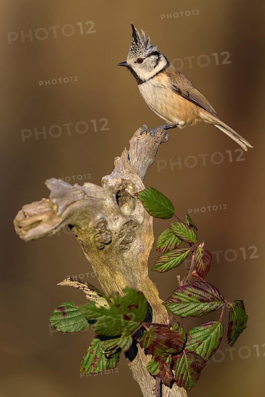 Crested Tit (Lophophanes cristatus), on a branch overgrown with blackberry vines, Biosphere Reserve, Swabian Alb, Baden-Württemberg, Germany