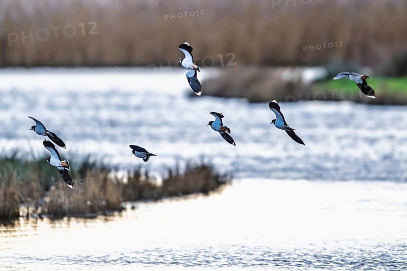 Northern Lapwing, Vanellus vanellus, birds in flight over marshes