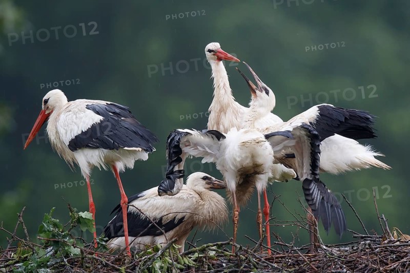 White Stork (Ciconia ciconia) feeding young in nest, North Rhine-Westphalia, Germany