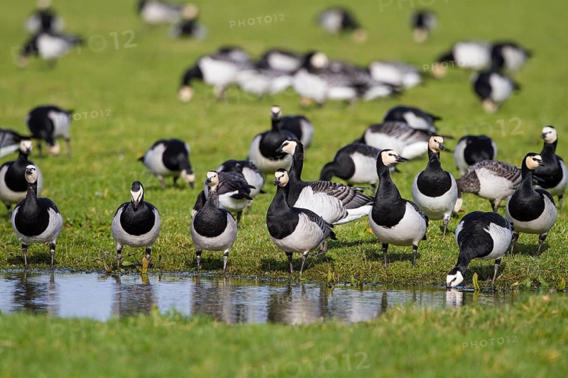 Barnacle Goose (Branta leucopsis) foraging, Netherlands