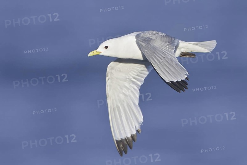 Black-legged Kittiwake (Rissa tridactyla) flying, Newfoundland, Canada